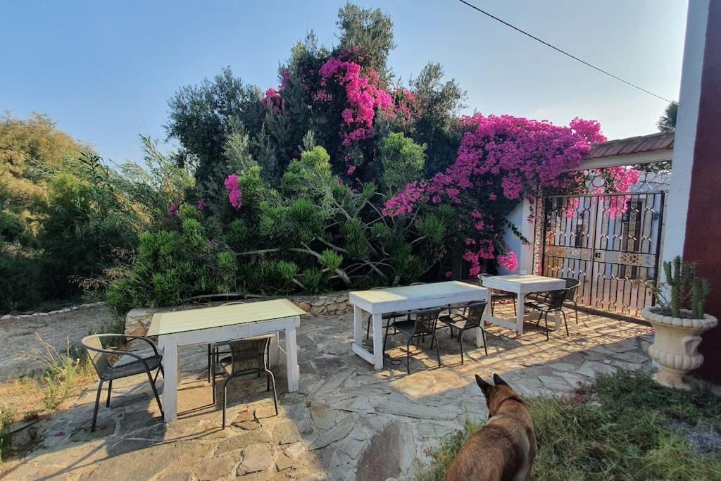 Oasis De Ifre Villa Caserío Cañada de Gallego Eksteriør billede